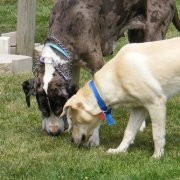 Phyllis Johnson parsons