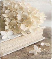 ميلاد الكلمات