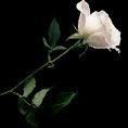 Amar Singh