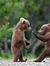 Ellinorfunnybear7-2