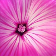 Elaine Schultz stenlund