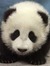 Trevor Shu