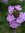 Deneise