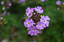 Deneise