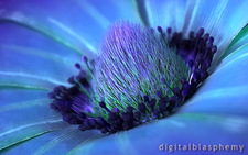 Ray