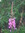 Sile Enis (sileenis) | 4 comments
