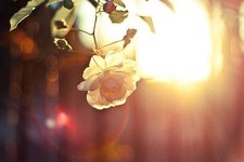 آلاء إبراهيم