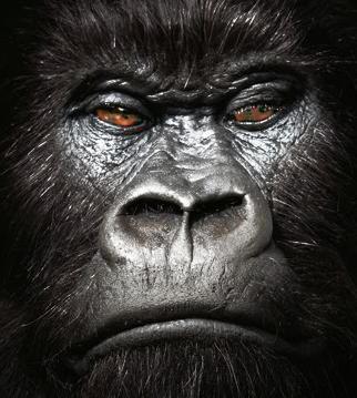 Goodreads profile picture for @congo