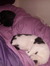 Desley (Cat fosterer)
