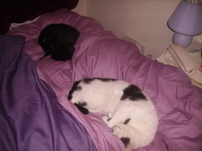 Desley (Cat fosterer)