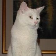 Désirée Overstraete