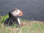 Jacquelyn D'Eall Sundberg