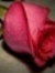 Hajer A...