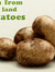 Potato ...