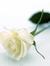 Yohana ...