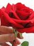 Sabir H...