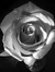 Lord Rose