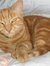Dusty Cat
