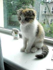 Cweet Huney