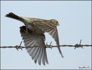 بهروز شادیمقدم