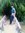 Ajay Dabas