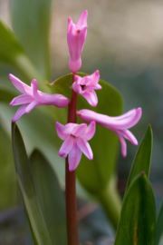 Phyllis Oulmann charney