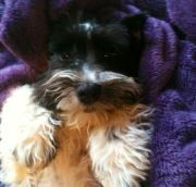 Holly Herbert foreman