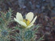 أسامة العينى