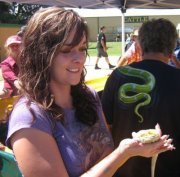 Iridescent Chamelion