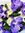 Rozzystar