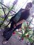 Neetu S...