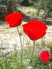 Suzan Shaat
