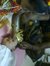 Divya S...