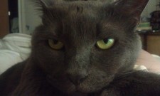 AngryGreyCat
