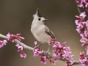 نور الأنوار