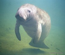 A Manatee