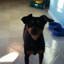 Tinkerbell