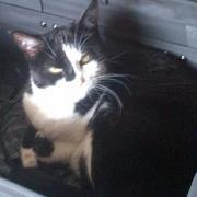 Allyson Smith mcmanus