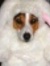 Steve Iams