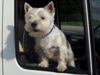 Marcello Bongiovanni