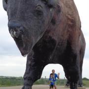 Bison Storkmaster viii