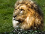 Deenadayal Pachappagari