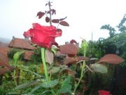 Цветелина Коюмджийска