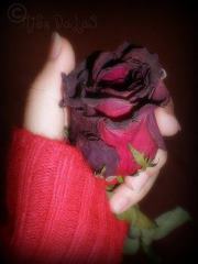 مجنوووون توووولي