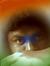 Raju Sh...