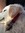 Tracey Renzi | 5 comments