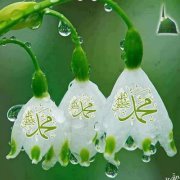 طويلبة العلم