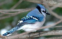 Blue Jay