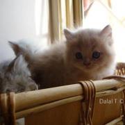Dalal T