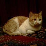 Елена Димитрова